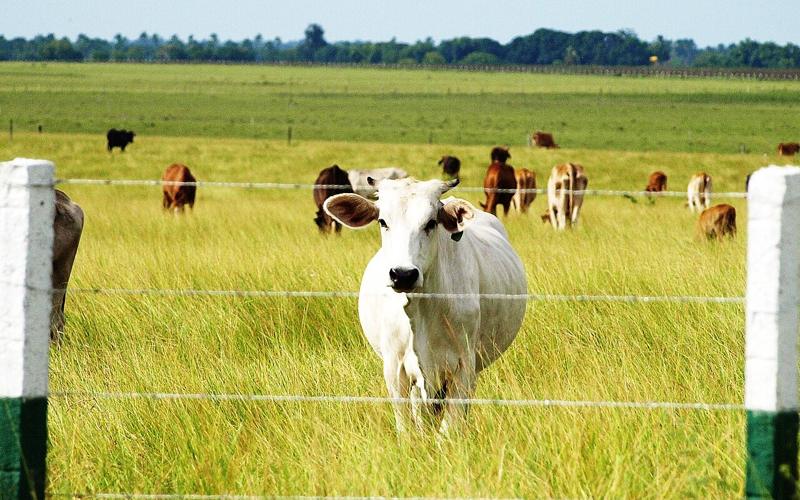 A white cow by the fence of a green pasture in the Llanos