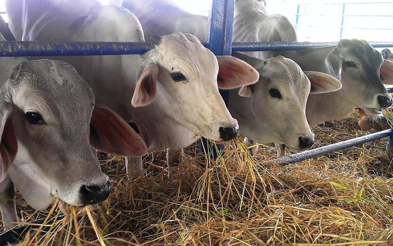 Calves eating rice straw in Calabozo, Guárico