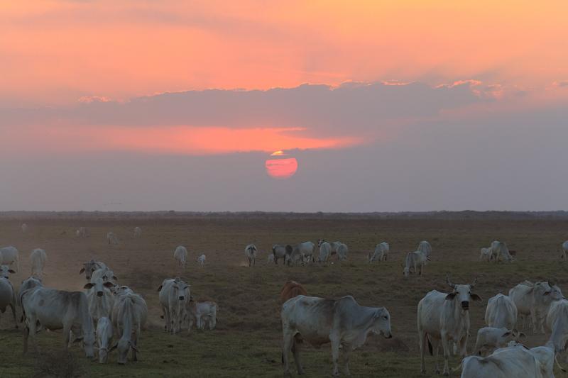 Brahman cattle at sunset on Hato El Cedral, Apure