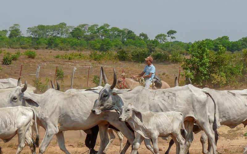 A llanero herding Brahman cows and calves in Apure